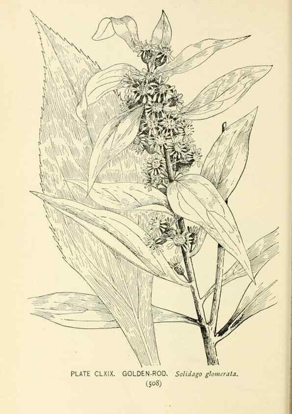 Reproducción/Reproduction 8426230743: Southern wild flowers and trees,. New York,Stokes[1901]