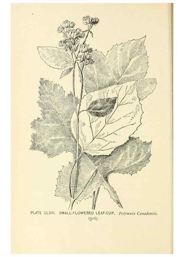 Reproducción/Reproduction 8426231943: Southern wild flowers and trees,. New York,Stokes[1901]