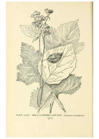 Reproducción/Reproduction 8426231943: Southern wild flowers and trees,. New York,Stokes[1901]