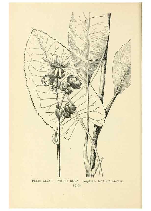 Reproducción/Reproduction 8427323866: Southern wild flowers and trees,. New York,Stokes[1901]