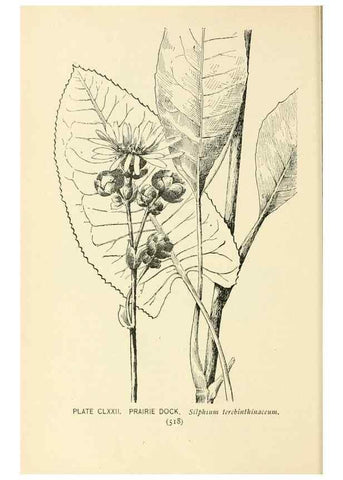Reproducción/Reproduction 8427323866: Southern wild flowers and trees,. New York,Stokes[1901]