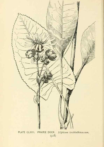 Reproducción/Reproduction 8427323866: Southern wild flowers and trees,. New York,Stokes[1901]
