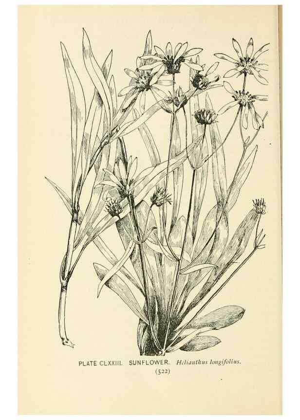 Reproducción/Reproduction 8426233183: Southern wild flowers and trees,. New York,Stokes[1901]