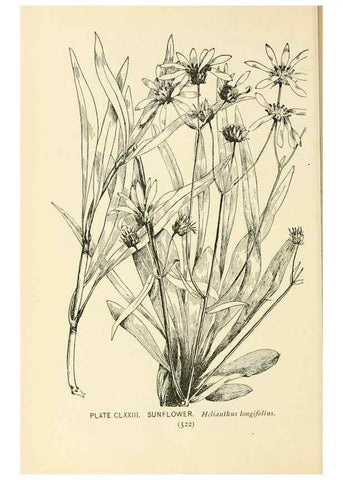 Reproducción/Reproduction 8426233183: Southern wild flowers and trees,. New York,Stokes[1901]