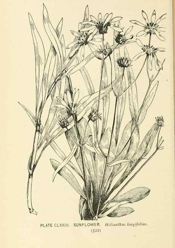 Reproducción/Reproduction 8426233183: Southern wild flowers and trees,. New York,Stokes[1901]
