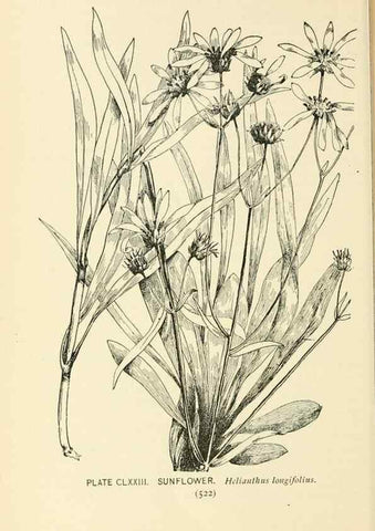 Reproducción/Reproduction 8426233183: Southern wild flowers and trees,. New York,Stokes[1901]