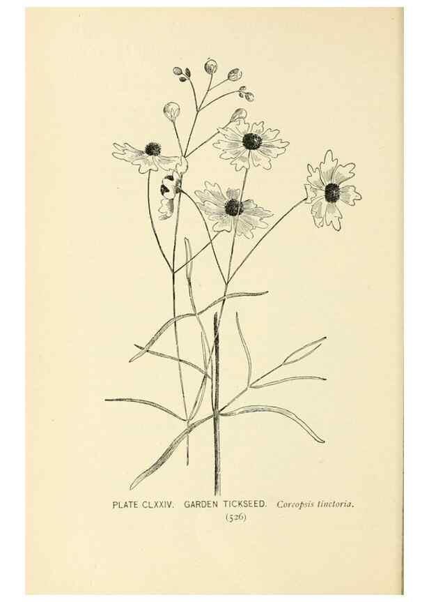 Reproducción/Reproduction 8426233741: Southern wild flowers and trees,. New York,Stokes[1901]