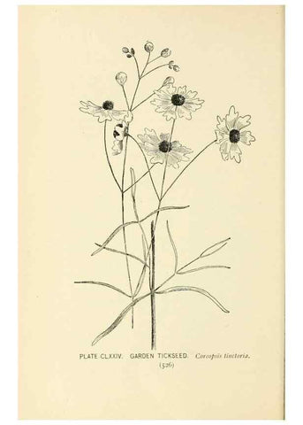 Reproducción/Reproduction 8426233741: Southern wild flowers and trees,. New York,Stokes[1901]