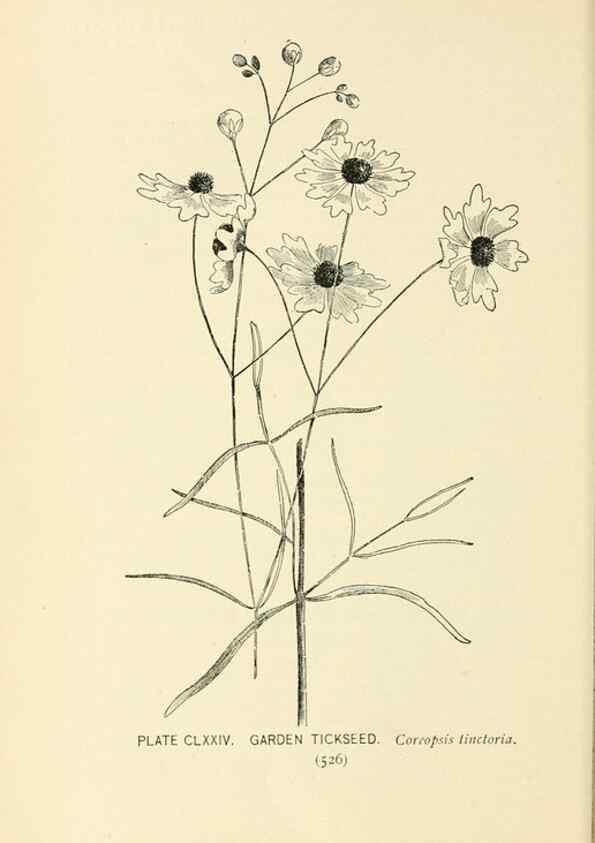 Reproducción/Reproduction 8426233741: Southern wild flowers and trees,. New York,Stokes[1901]