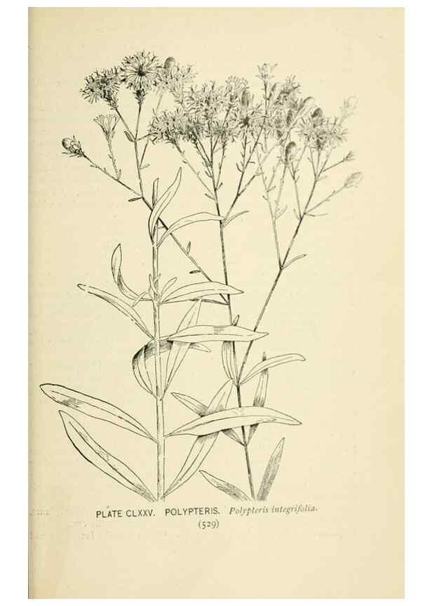 Reproducción/Reproduction 8426234173: Southern wild flowers and trees,. New York,Stokes[1901]