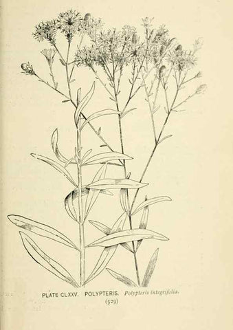 Reproducción/Reproduction 8426234173: Southern wild flowers and trees,. New York,Stokes[1901]