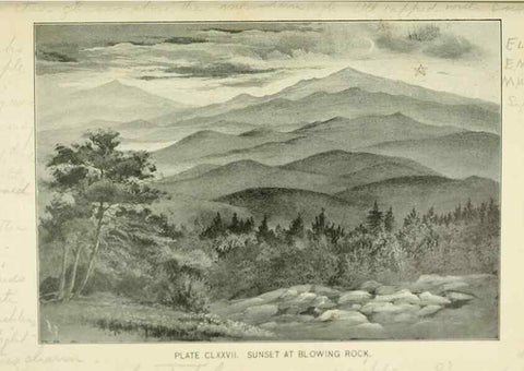 Reproducción/Reproduction 8427326472: Southern wild flowers and trees,. New York,Stokes[1901]