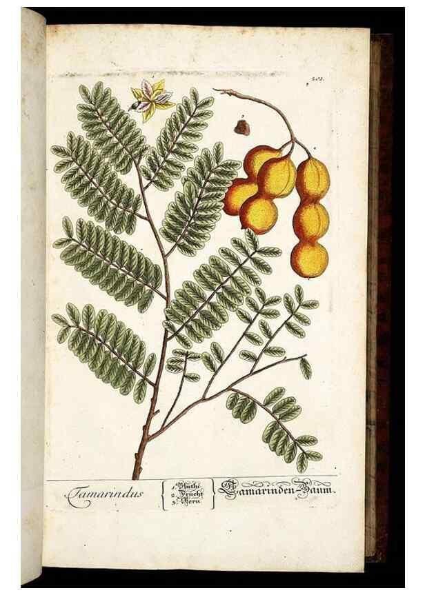 Reproducción/Reproduction 8428878619: Herbarium Blackwellianum emendatum et auctum, id est, Elisabethae Blackwell collectio stirpium. Norimbergae : Typis Io. Iosephi Fleischmanni, 1750-1773.