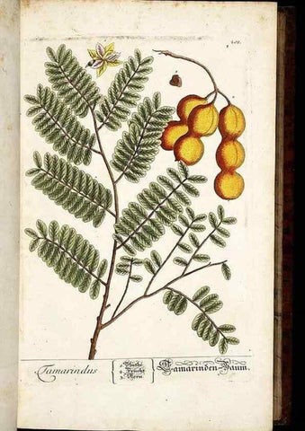 Reproducción/Reproduction 8428878619: Herbarium Blackwellianum emendatum et auctum, id est, Elisabethae Blackwell collectio stirpium. Norimbergae : Typis Io. Iosephi Fleischmanni, 1750-1773.