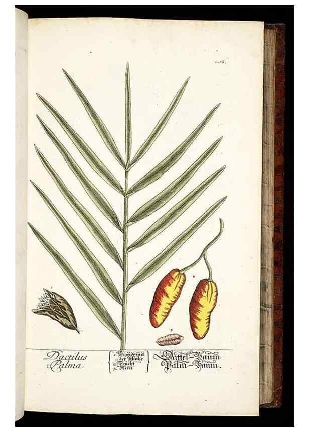 Reproducción/Reproduction 8428878829: Herbarium Blackwellianum emendatum et auctum, id est, Elisabethae Blackwell collectio stirpium. Norimbergae : Typis Io. Iosephi Fleischmanni, 1750-1773.