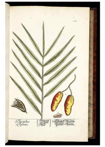 Reproducción/Reproduction 8428878829: Herbarium Blackwellianum emendatum et auctum, id est, Elisabethae Blackwell collectio stirpium. Norimbergae : Typis Io. Iosephi Fleischmanni, 1750-1773.