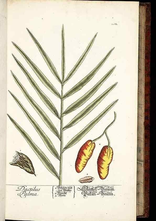 Reproducción/Reproduction 8428878829: Herbarium Blackwellianum emendatum et auctum, id est, Elisabethae Blackwell collectio stirpium. Norimbergae : Typis Io. Iosephi Fleischmanni, 1750-1773.