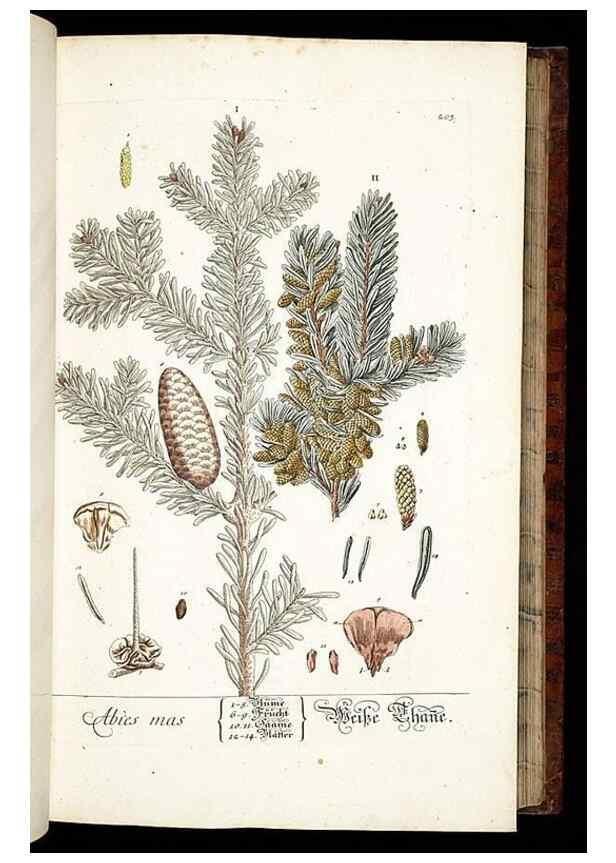 Reproducción/Reproduction 8429967430: Herbarium Blackwellianum emendatum et auctum, id est, Elisabethae Blackwell collectio stirpium. Norimbergae : Typis Io. Iosephi Fleischmanni, 1750-1773.