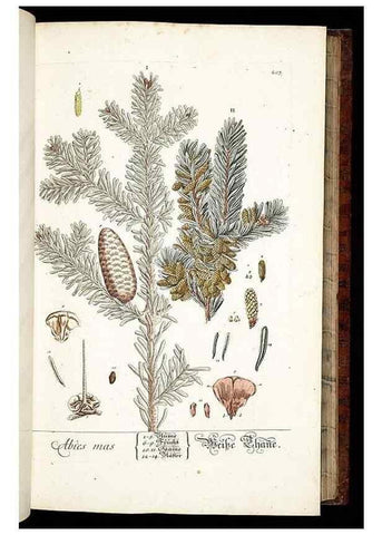 Reproducción/Reproduction 8429967430: Herbarium Blackwellianum emendatum et auctum, id est, Elisabethae Blackwell collectio stirpium. Norimbergae : Typis Io. Iosephi Fleischmanni, 1750-1773.