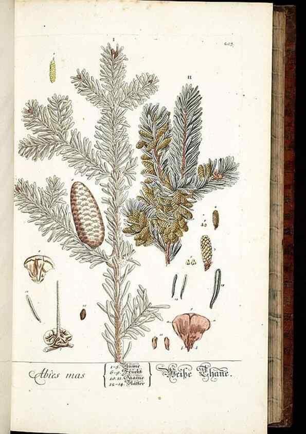 Reproducción/Reproduction 8429967430: Herbarium Blackwellianum emendatum et auctum, id est, Elisabethae Blackwell collectio stirpium. Norimbergae : Typis Io. Iosephi Fleischmanni, 1750-1773.