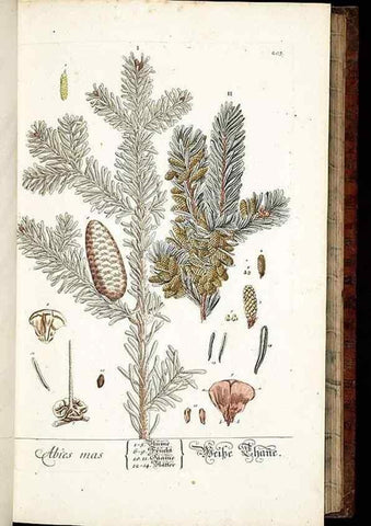 Reproducción/Reproduction 8429967430: Herbarium Blackwellianum emendatum et auctum, id est, Elisabethae Blackwell collectio stirpium. Norimbergae : Typis Io. Iosephi Fleischmanni, 1750-1773.