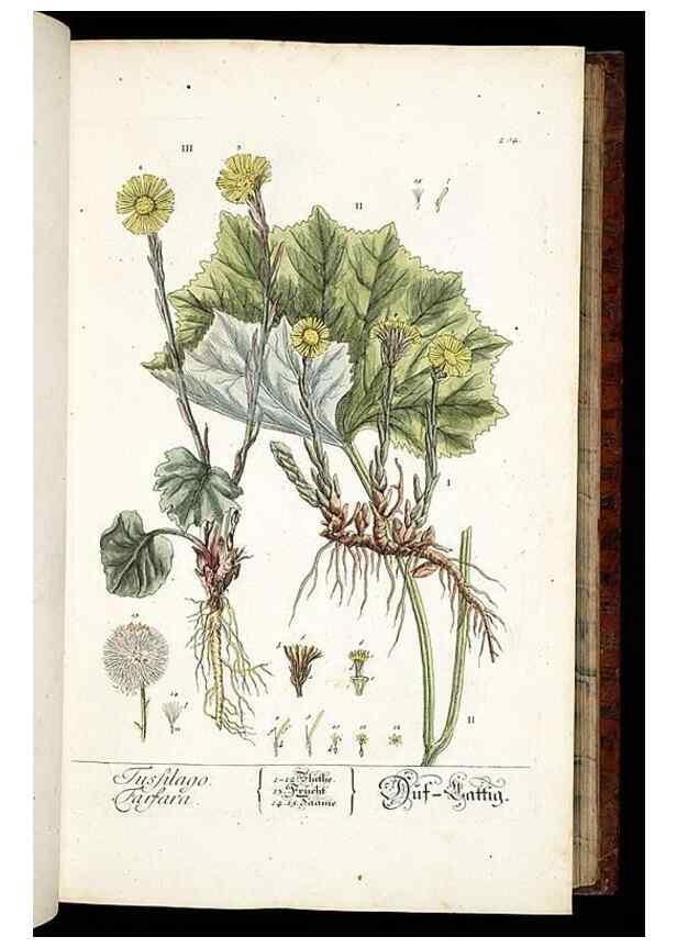 Reproducción/Reproduction 8429967548: Herbarium Blackwellianum emendatum et auctum, id est, Elisabethae Blackwell collectio stirpium. Norimbergae : Typis Io. Iosephi Fleischmanni, 1750-1773.