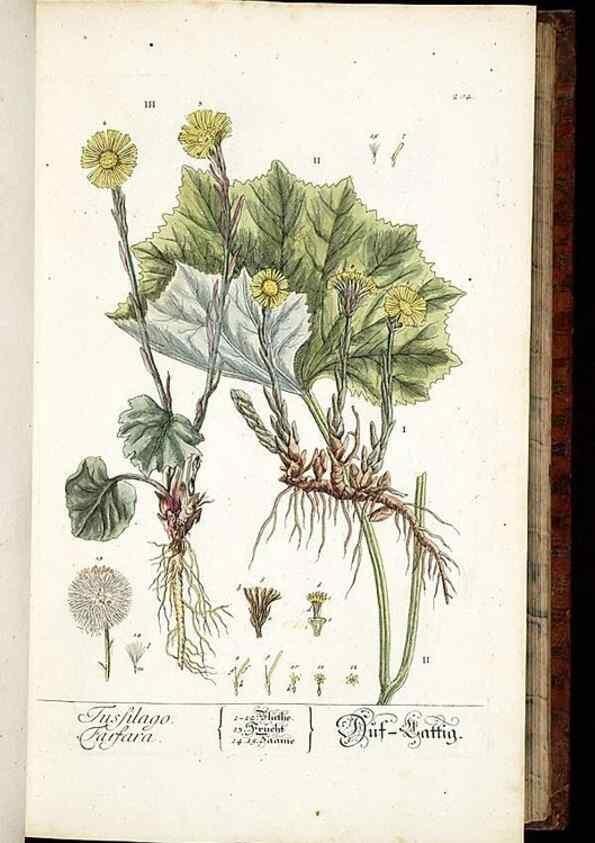 Reproducción/Reproduction 8429967548: Herbarium Blackwellianum emendatum et auctum, id est, Elisabethae Blackwell collectio stirpium. Norimbergae : Typis Io. Iosephi Fleischmanni, 1750-1773.