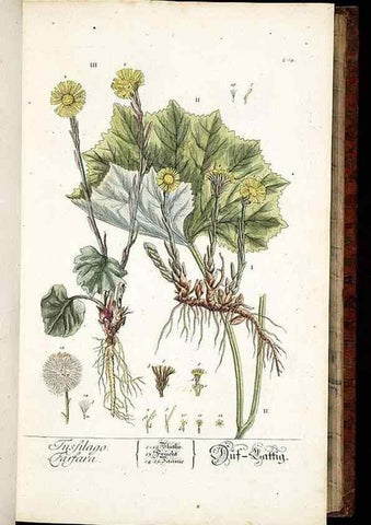 Reproducción/Reproduction 8429967548: Herbarium Blackwellianum emendatum et auctum, id est, Elisabethae Blackwell collectio stirpium. Norimbergae : Typis Io. Iosephi Fleischmanni, 1750-1773.