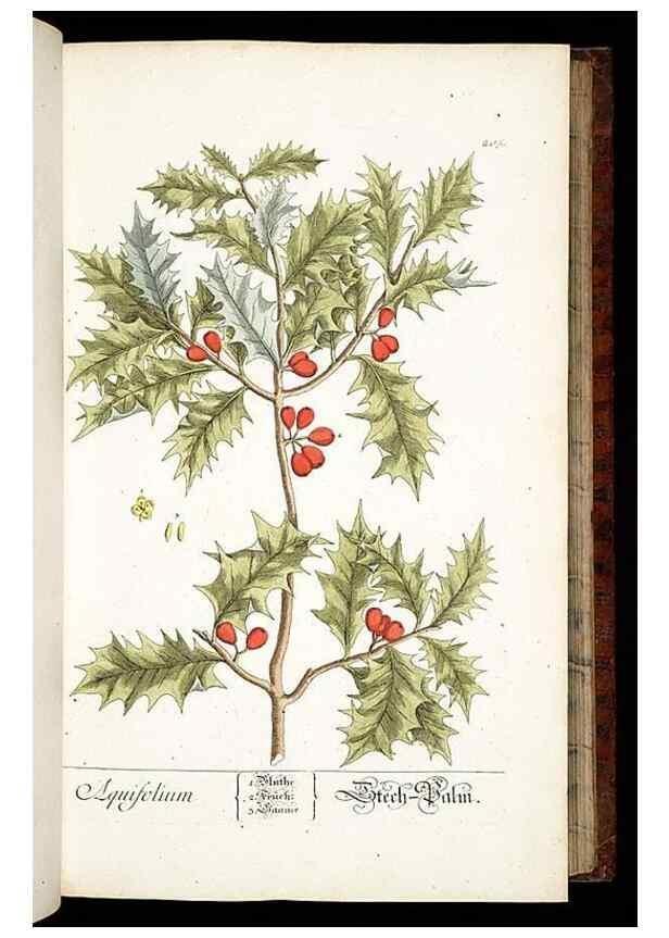 Reproducción/Reproduction 8429967738: Herbarium Blackwellianum emendatum et auctum, id est, Elisabethae Blackwell collectio stirpium. Norimbergae : Typis Io. Iosephi Fleischmanni, 1750-1773.