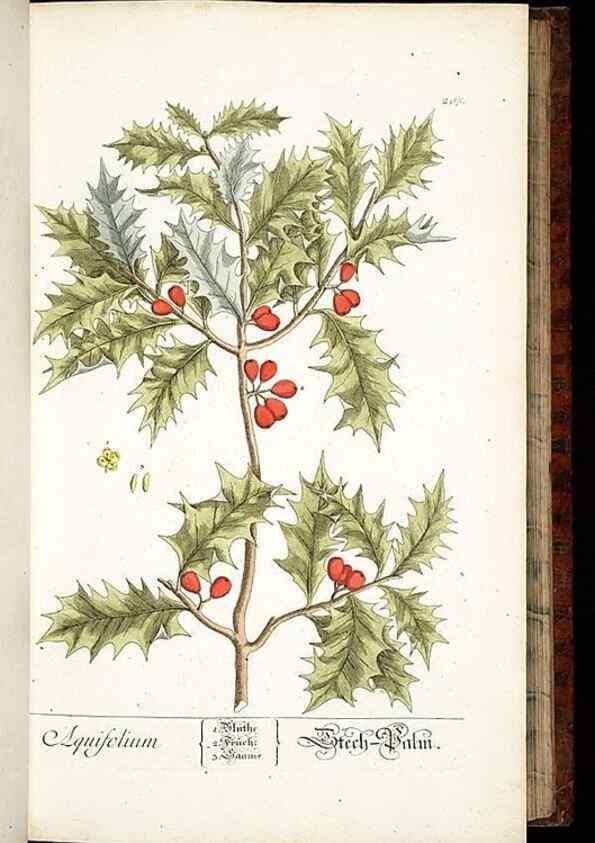 Reproducción/Reproduction 8429967738: Herbarium Blackwellianum emendatum et auctum, id est, Elisabethae Blackwell collectio stirpium. Norimbergae : Typis Io. Iosephi Fleischmanni, 1750-1773.