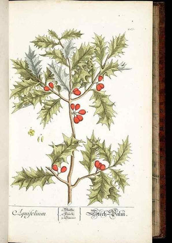 Reproducción/Reproduction 8429967738: Herbarium Blackwellianum emendatum et auctum, id est, Elisabethae Blackwell collectio stirpium. Norimbergae : Typis Io. Iosephi Fleischmanni, 1750-1773.
