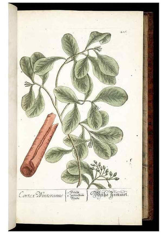 Reproducción/Reproduction 8429967896: Herbarium Blackwellianum emendatum et auctum, id est, Elisabethae Blackwell collectio stirpium. Norimbergae : Typis Io. Iosephi Fleischmanni, 1750-1773.