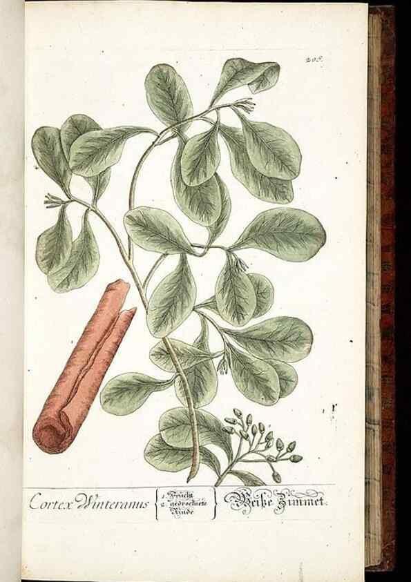 Reproducción/Reproduction 8429967896: Herbarium Blackwellianum emendatum et auctum, id est, Elisabethae Blackwell collectio stirpium. Norimbergae : Typis Io. Iosephi Fleischmanni, 1750-1773.
