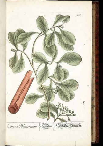 Reproducción/Reproduction 8429967896: Herbarium Blackwellianum emendatum et auctum, id est, Elisabethae Blackwell collectio stirpium. Norimbergae : Typis Io. Iosephi Fleischmanni, 1750-1773.