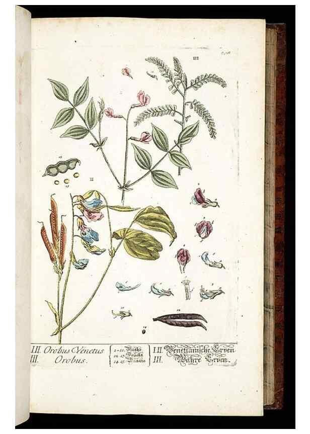 Reproducción/Reproduction 8429968248: Herbarium Blackwellianum emendatum et auctum, id est, Elisabethae Blackwell collectio stirpium. Norimbergae : Typis Io. Iosephi Fleischmanni, 1750-1773.