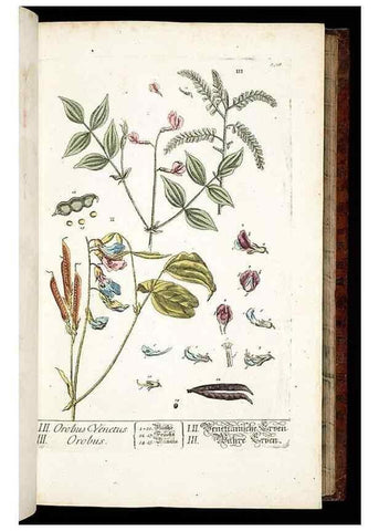 Reproducción/Reproduction 8429968248: Herbarium Blackwellianum emendatum et auctum, id est, Elisabethae Blackwell collectio stirpium. Norimbergae : Typis Io. Iosephi Fleischmanni, 1750-1773.