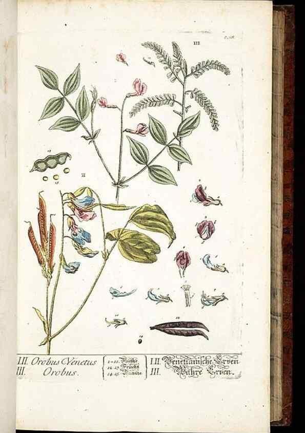 Reproducción/Reproduction 8429968248: Herbarium Blackwellianum emendatum et auctum, id est, Elisabethae Blackwell collectio stirpium. Norimbergae : Typis Io. Iosephi Fleischmanni, 1750-1773.