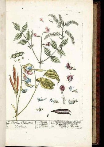 Reproducción/Reproduction 8429968248: Herbarium Blackwellianum emendatum et auctum, id est, Elisabethae Blackwell collectio stirpium. Norimbergae : Typis Io. Iosephi Fleischmanni, 1750-1773.