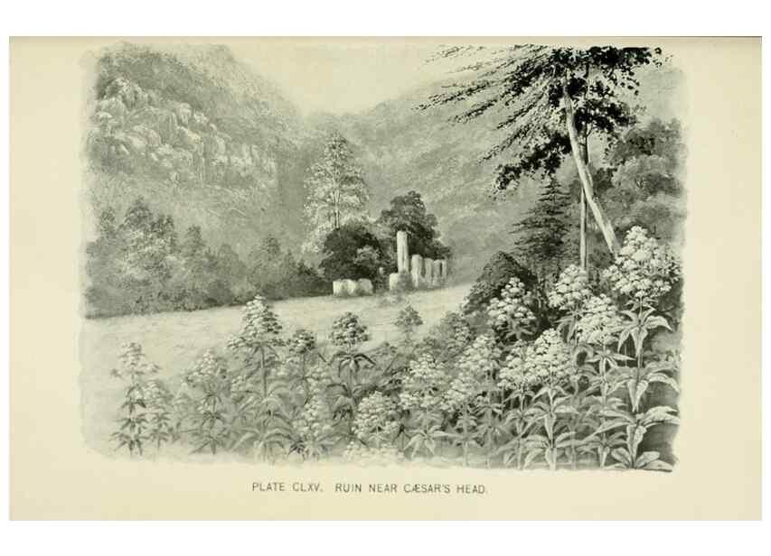 Reproducción/Reproduction 8427320260: Southern wild flowers and trees,. New York,Stokes[1901]