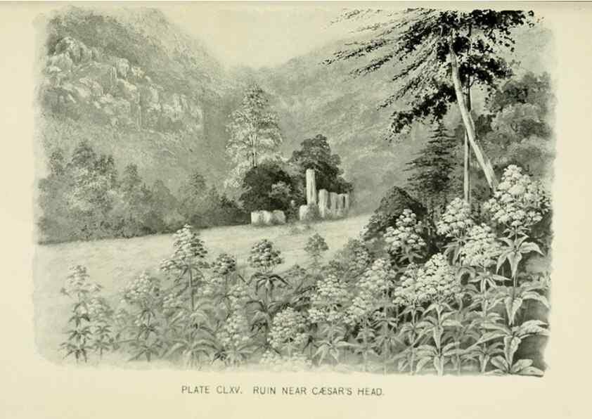 Reproducción/Reproduction 8427320260: Southern wild flowers and trees,. New York,Stokes[1901]