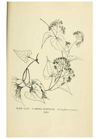 Reproducción/Reproduction 8426228549: Southern wild flowers and trees,. New York,Stokes[1901]