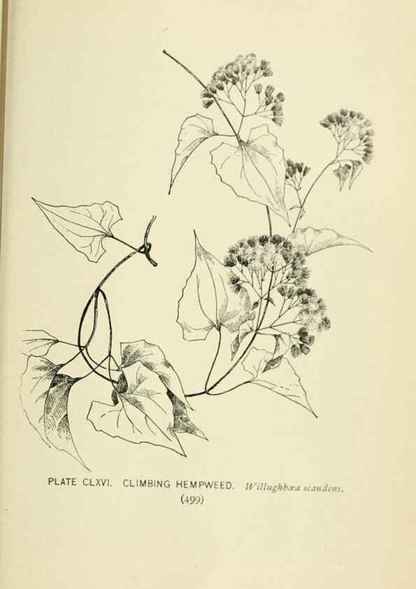 Reproducción/Reproduction 8426228549: Southern wild flowers and trees,. New York,Stokes[1901]