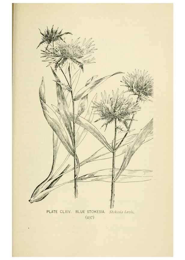 Reproducción/Reproduction 8426228013: Southern wild flowers and trees,. New York,Stokes[1901]