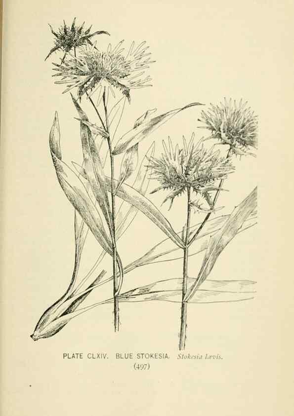 Reproducción/Reproduction 8426228013: Southern wild flowers and trees,. New York,Stokes[1901]