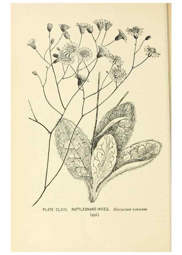 Reproducción/Reproduction 8426227519: Southern wild flowers and trees,. New York,Stokes[1901]