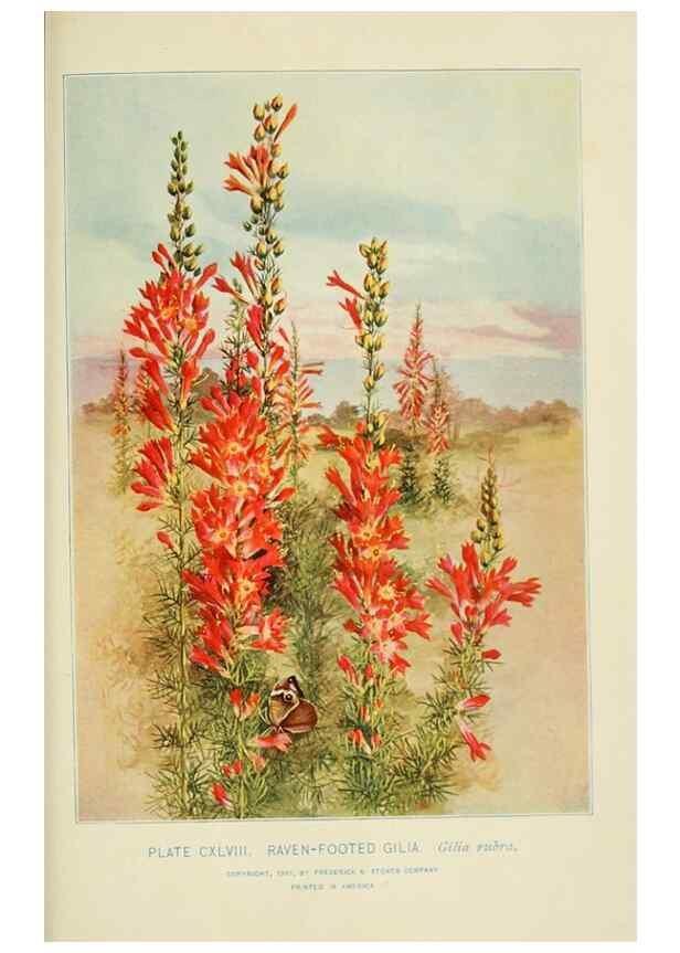 Reproducción/Reproduction 8427309270: Southern wild flowers and trees,. New York,Stokes[1901]