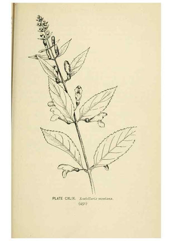 Reproducción/Reproduction 8427309836: Southern wild flowers and trees,. New York,Stokes[1901]