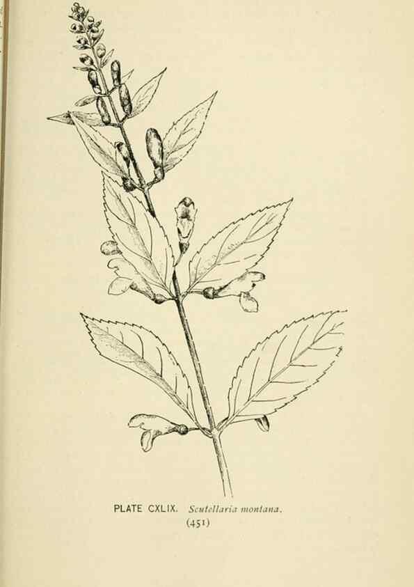 Reproducción/Reproduction 8427309836: Southern wild flowers and trees,. New York,Stokes[1901]