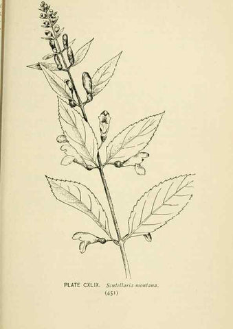 Reproducción/Reproduction 8427309836: Southern wild flowers and trees,. New York,Stokes[1901]