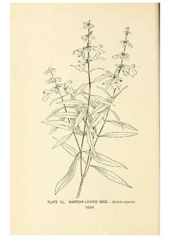 Reproducción/Reproduction 8427310278: Southern wild flowers and trees,. New York,Stokes[1901]